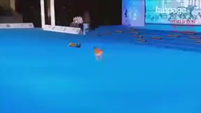 Suni teneffüsle hayat kurtaran köpek