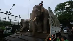 Kraliyet filleri ile geçit töreni düzenlendi