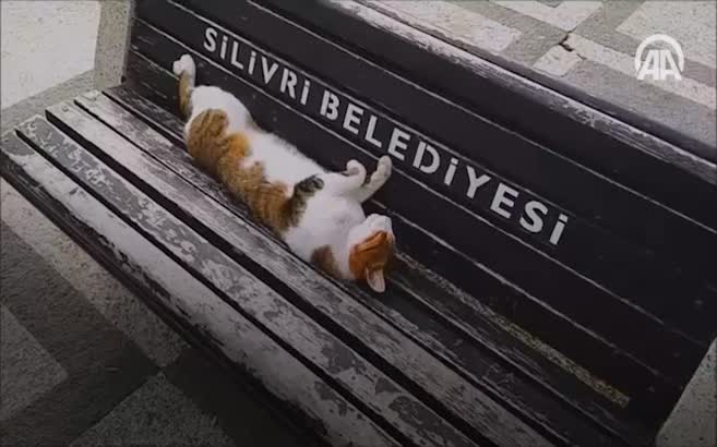 'Kedi Rıfkı'yı kimse uyandırmaya kıyamadı