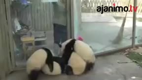 Yaramaz pandalar bakıcıları çileden çıkarttı