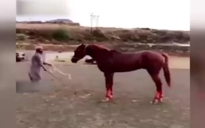 Yemen'de sinirlenen at sahibini ezdi