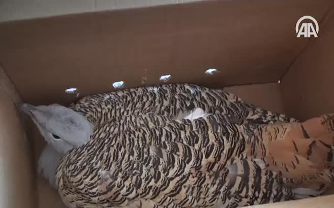 Tunceli'de yaralı toy kuşu bulundu