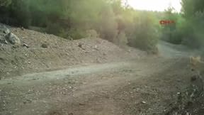 Çakalların neşeli oyunu kamerada!