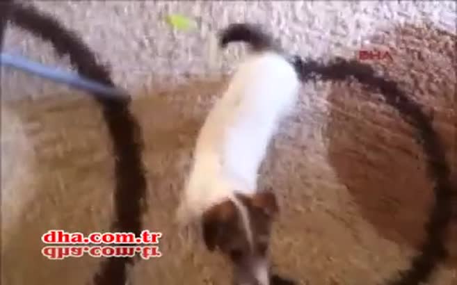 İnternet fenomeni Maylo'nun videoları milyonlarca kez izlendi!