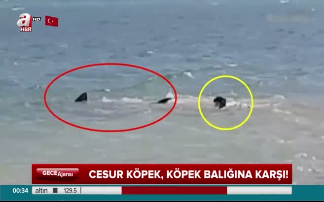 Cesur köpek köpekbalığını böyle kovalıyor