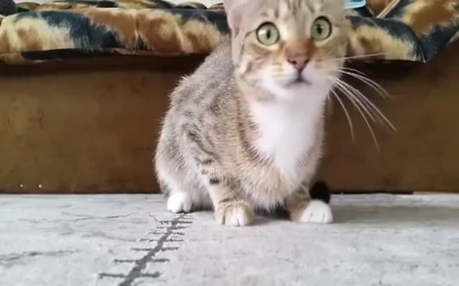 Yılın en iyi kedi videosu
