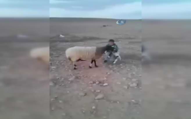 Kuzuyu annesinin yiyeceğini düşünen çocuk bakın ne yaptı