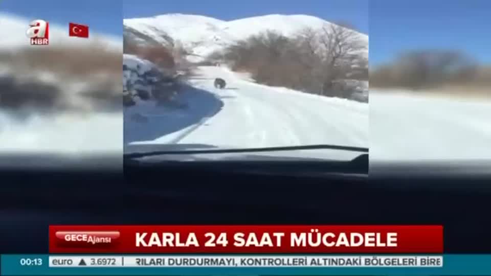 Karlı yolda ayı arabadan hızlı koştu!