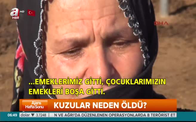 Niğde'de 500 kuzu ölü doğdu!
