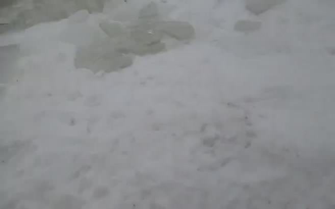 Kedi tek hamlede balığı böyle avladı