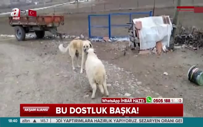 Koyun ile köpeğin şaşırtan dostluğu