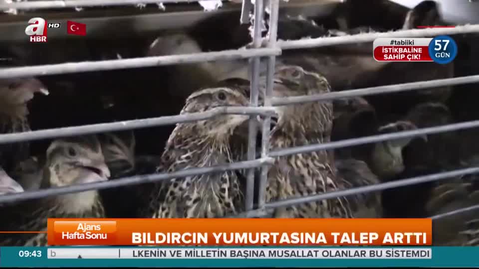 Bıldırcın yumurtasına yoğun ilgi