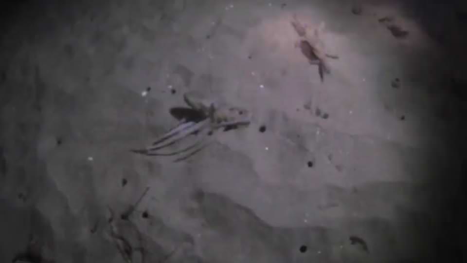 Avlamak isterken av oldu