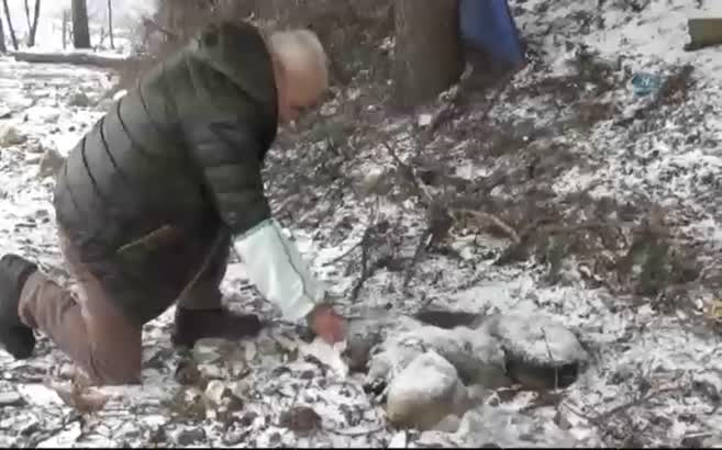 Karda köpekler birbirlerine sarılarak dondular