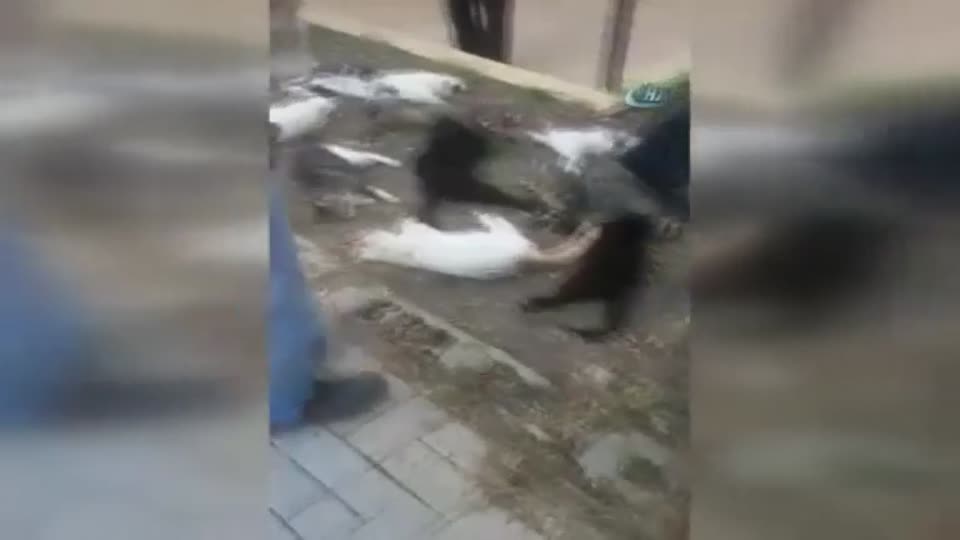 Alanya’da 30 kedi katledildi