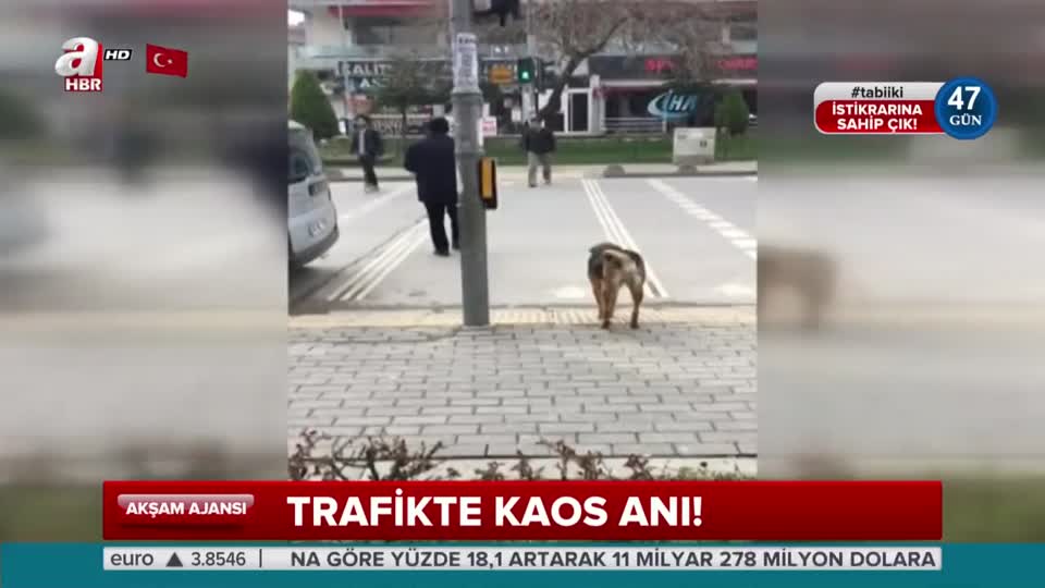 Sokak köpeğinden trafik dersi