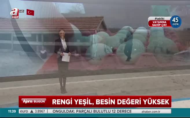 Yeşil yumurta yeni kazanç kapısı