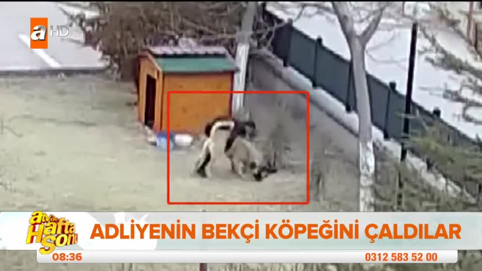 Adliyenin köpeğini böyle çaldılar