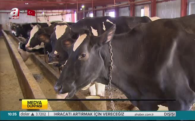 Hükümetten hayvan yetiştiricilerine müjde