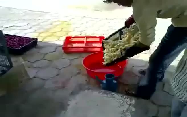 Bunun adı vahşet! Civcivleri hamur gibi yoğuruyorlar