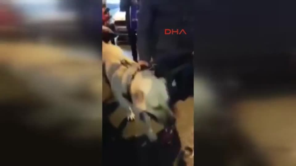 Konsolosluk önünde ’kangal’lı eylem