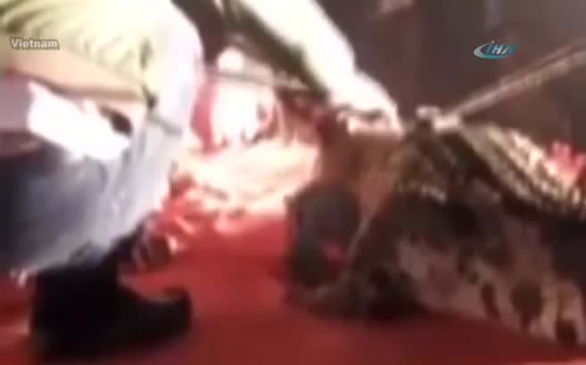 Timsah göstericinin kafasını böyle kaptı