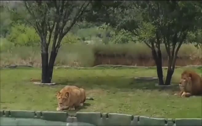 Safariciler aslanı çıldırtınca…