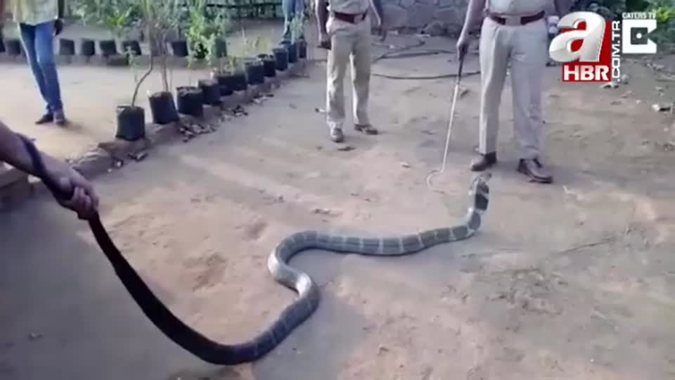 Kobraya şişeden elleriyle su içirdi