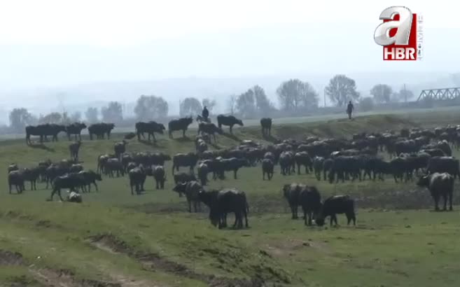Serengeti değil Balıkesir