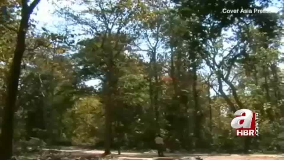 Maymun kızın şoke eden görüntüleri!