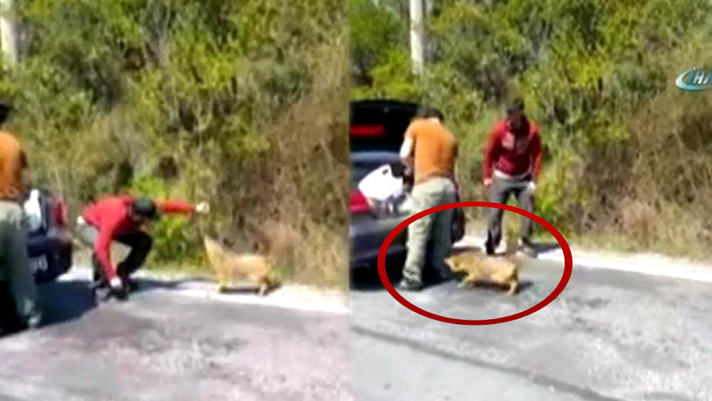 İstanbul’da çakal dehşeti