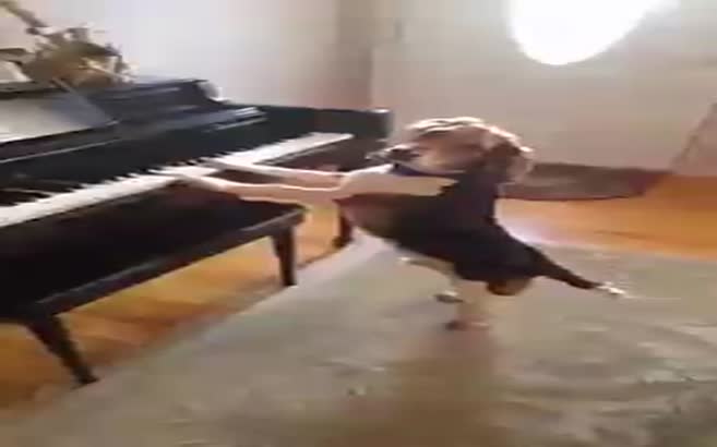 Piyano çalıp şarkı söyleyen köpek