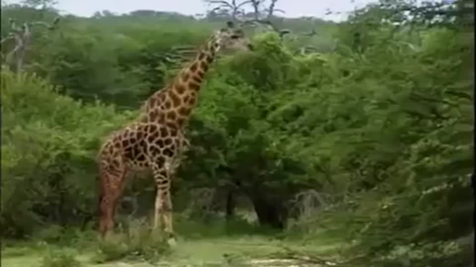 Aslan sürüsü arasında yaşam savaşı!