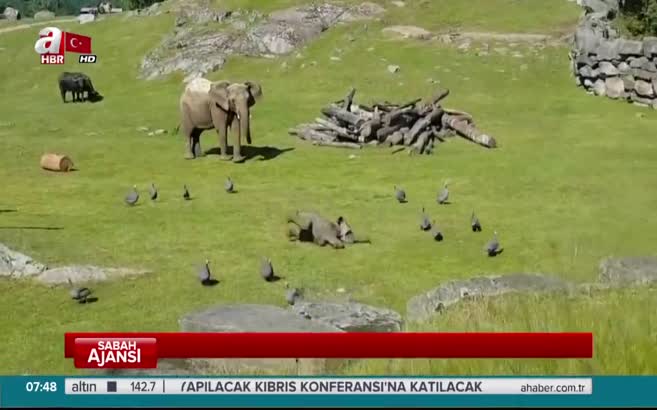 Yavru fil arkadaşsız kalınca...