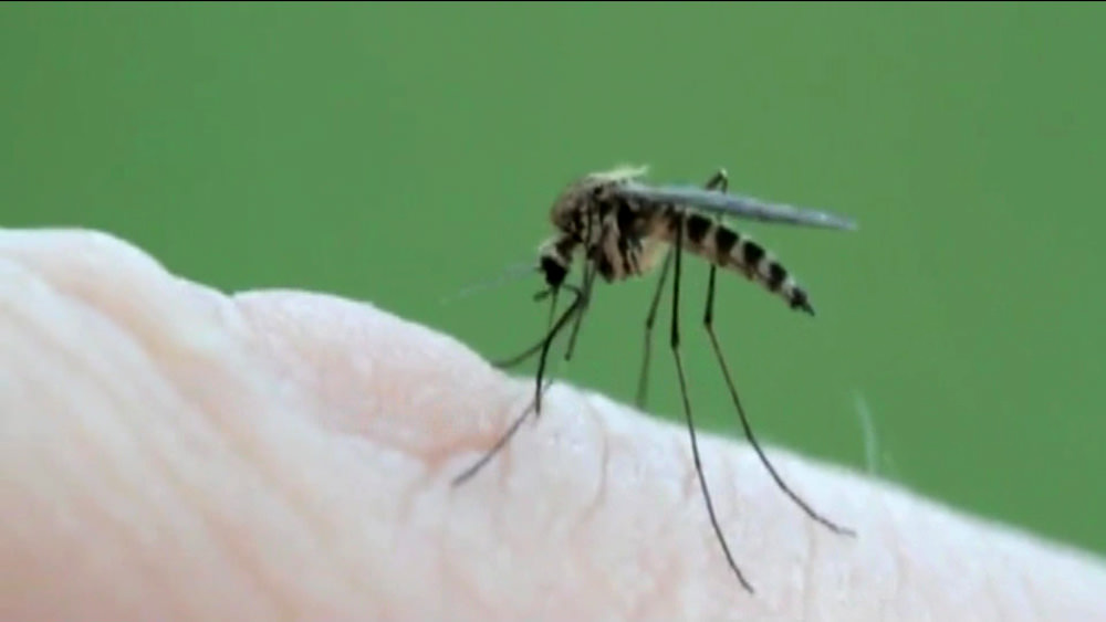 Sivrisinek kabusuna 'doğal' çözüm