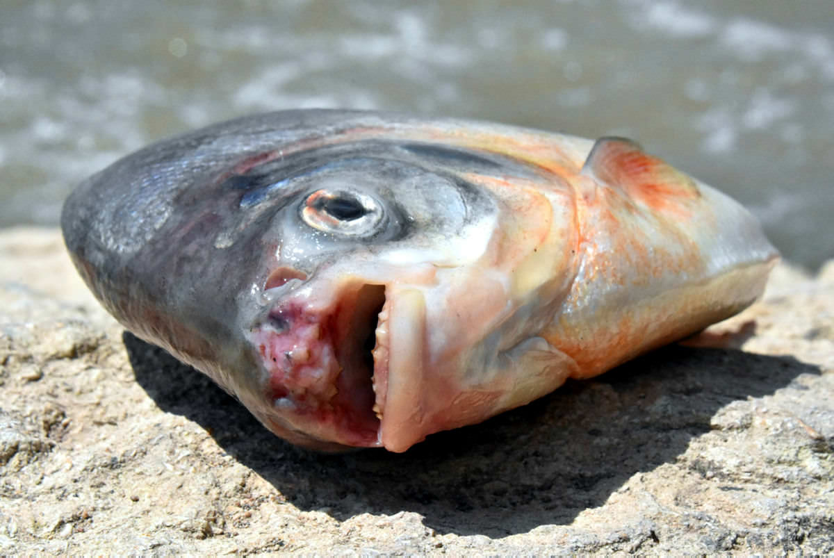 Kızılırmak'ta pirana yakaladı