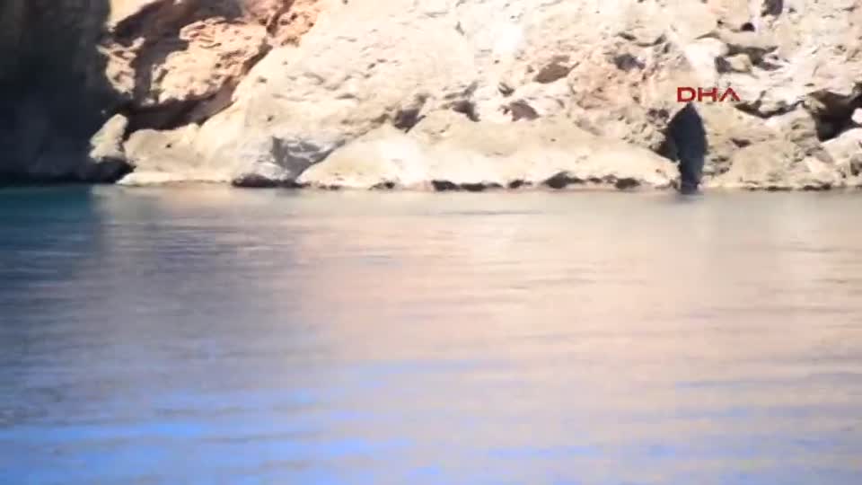 Antalya’da Akdeniz foku beslenirken görüntülendi