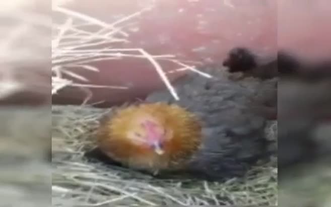 Kuluçkadan yavru kediler çıktı