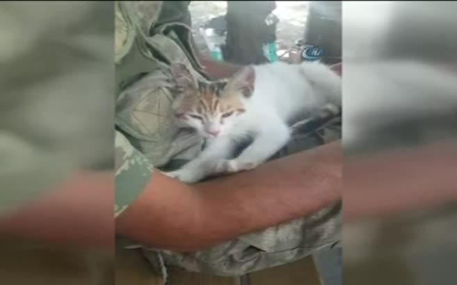 Bölüğün maskotu minik kediden Mehmetçiğe masaj