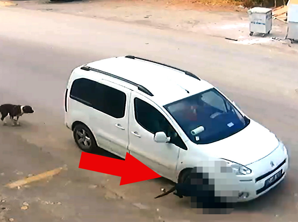 Antalya'da insanlık dışı olay! Bilerek köpeği ezip kaçtı