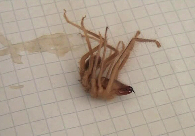 Niğde'de sarıkız örümceği kabusu