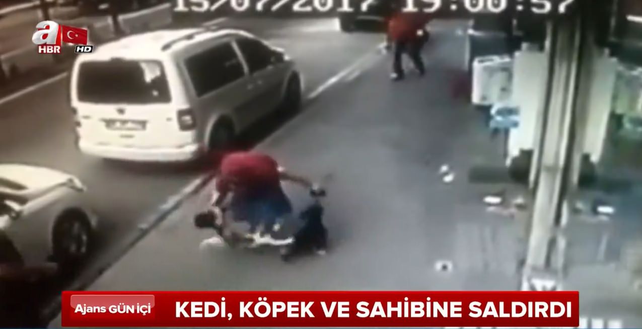 Kedi, köpek ve sahibine saldırdı