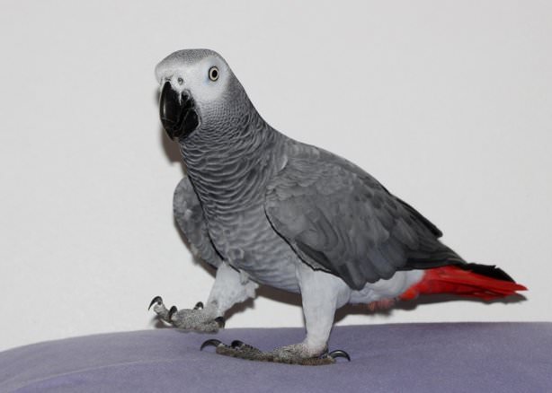 Kelime-i Tevhid söyleyen papağan Allah bir diyor