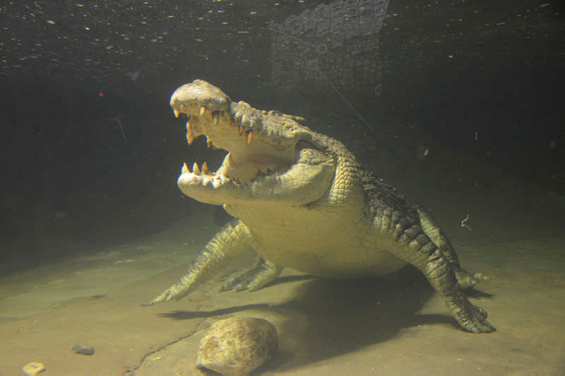 Üskürdar’da bir AVM beslenen timsahlar günde 50 kilo et yiyorlar