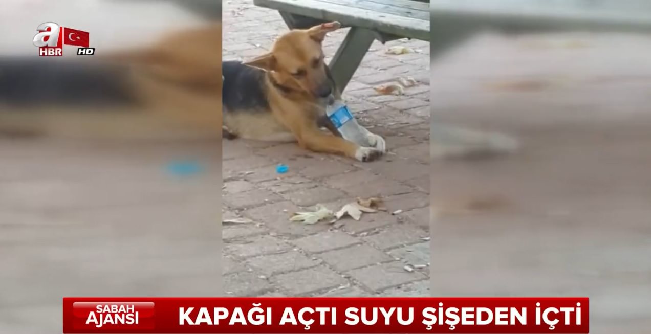 Sevimli köpek suyunu açtığı şişeden içti