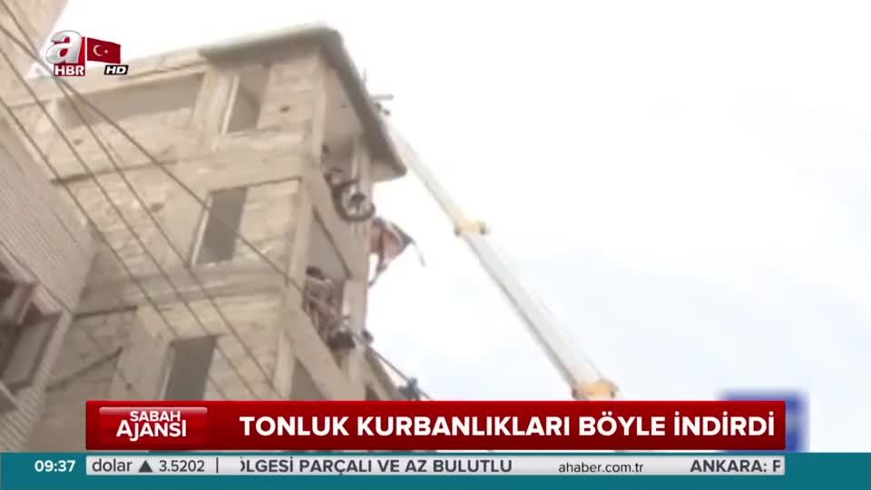 Tonluk kurbanlıkları böyle indirdi