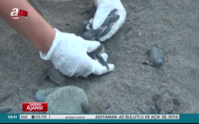 Caretta carettalara yardım eli