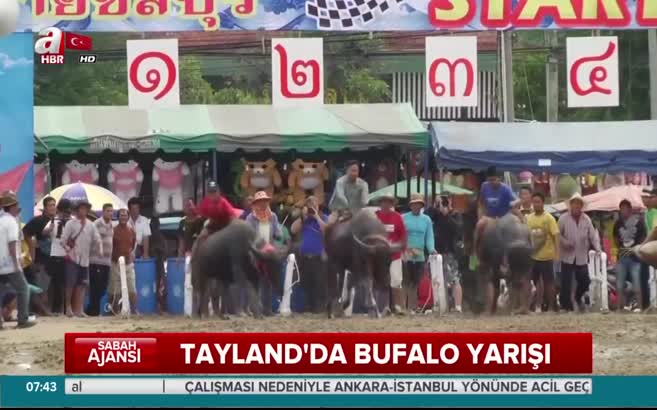 Bu kez atlar değil bufalolar yarıştı