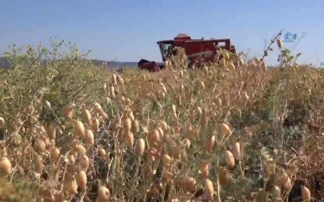 Nohut çiftçinin yüzünü güldürdü