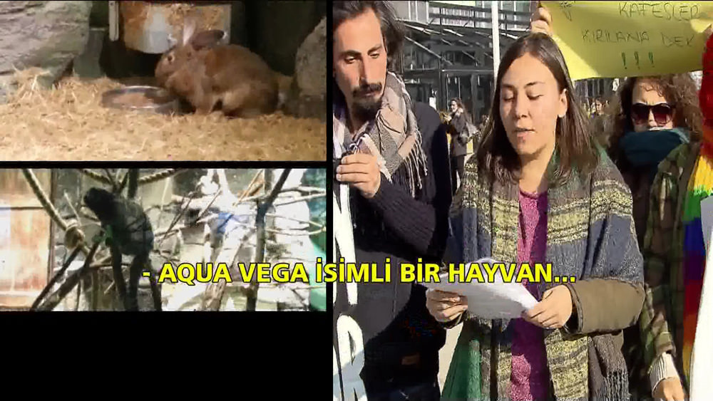 Hayvanseverlerden protesto! Vahşi hayvanlar AVM'de tutsak ediliyor